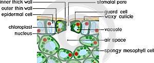 Section view of stomate and plant leaf structure.